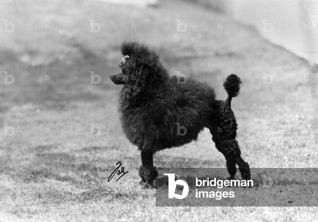 Image of Photography depicting FALL/MINI POODLE/SUCHETT 1948 by Thomas Fall