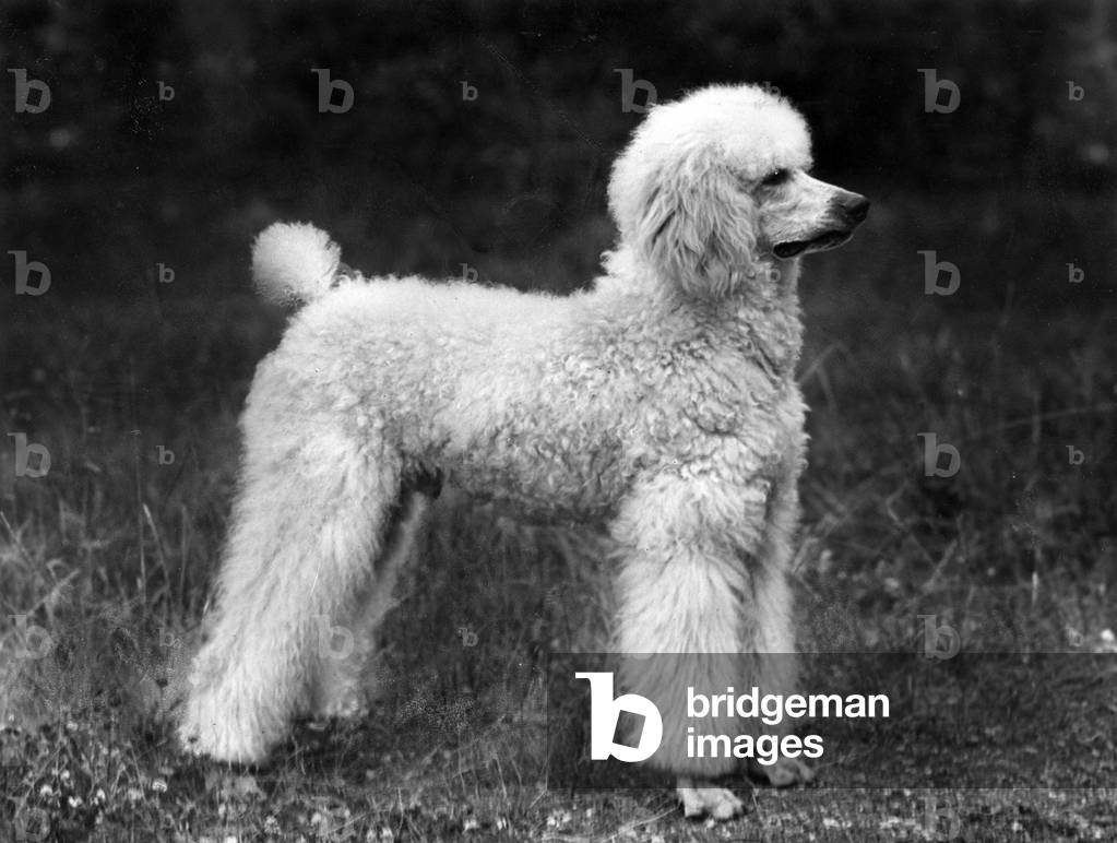 AUTOMNE/CANICHE STANDARD/45