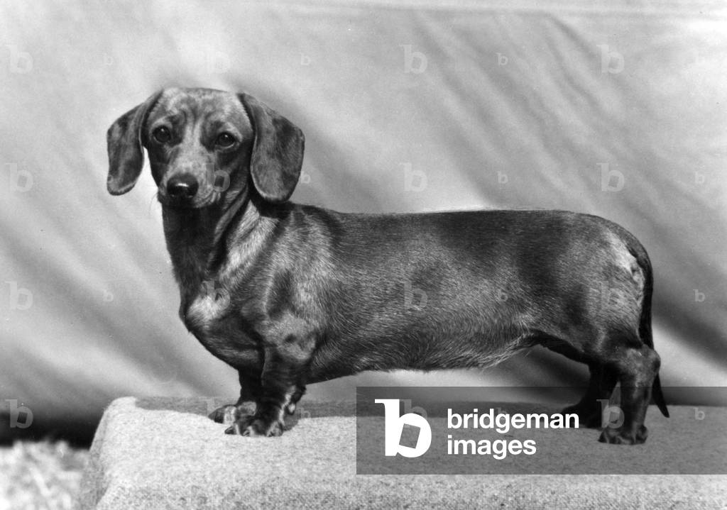 Image of Photography depicting FALL/DACHSHUND/MINI/1973 1973 by Thomas Fall