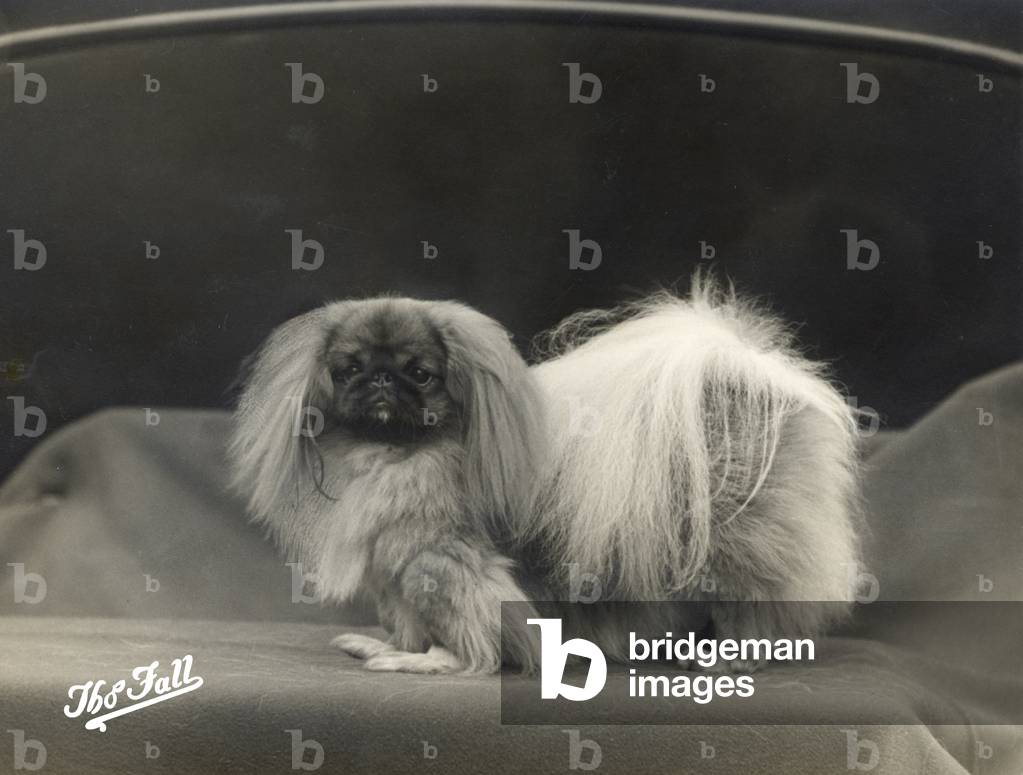 Image of Photography depicting FALL/PEKINGESE/1935 1935 by Thomas Fall