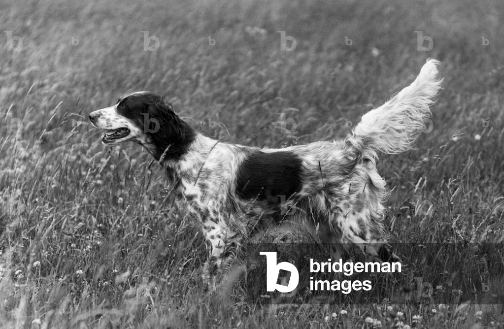 HERBST/ENGLISCHER SETTER/1936