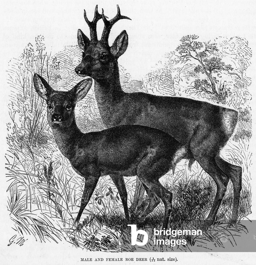 Bild von Gravur "REH" 1860