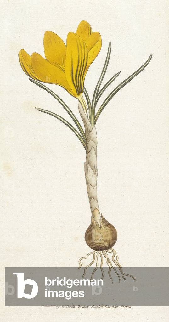 Crocus Vernus or Spring Crocus