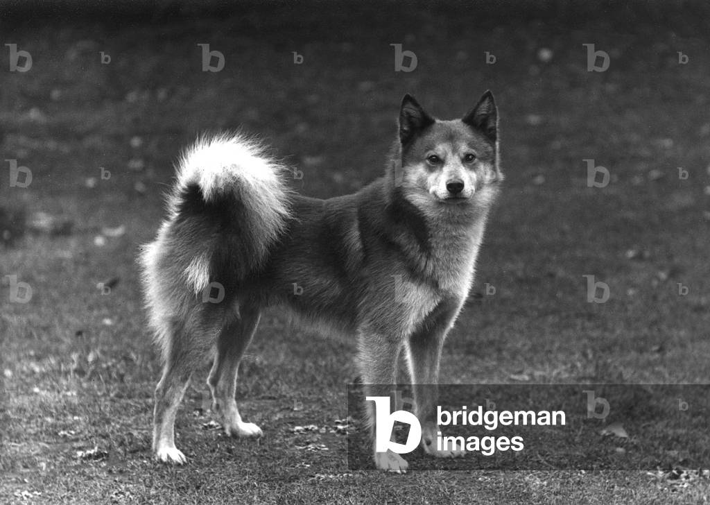 SPITZ/FINLANDESE/1936