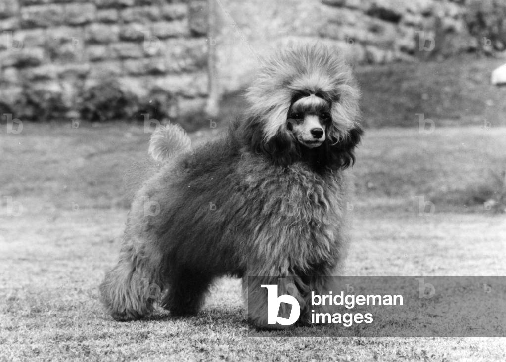 Immagine di Fotografia "AUTUNNO/TOY POODLE/1975" 1975 di Thomas Fall
