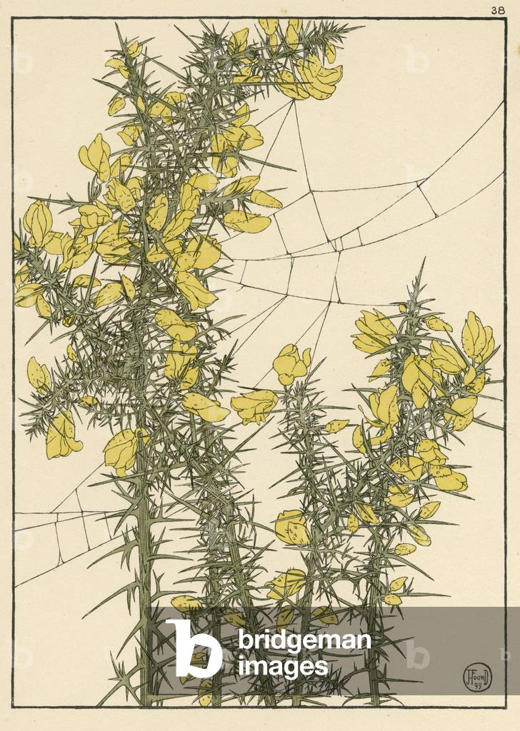 Gorse