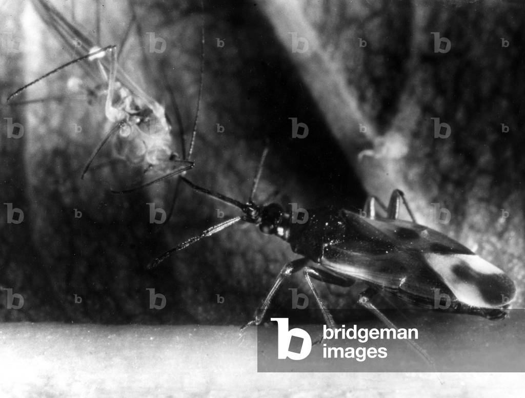 BUG EATS GREENFLY