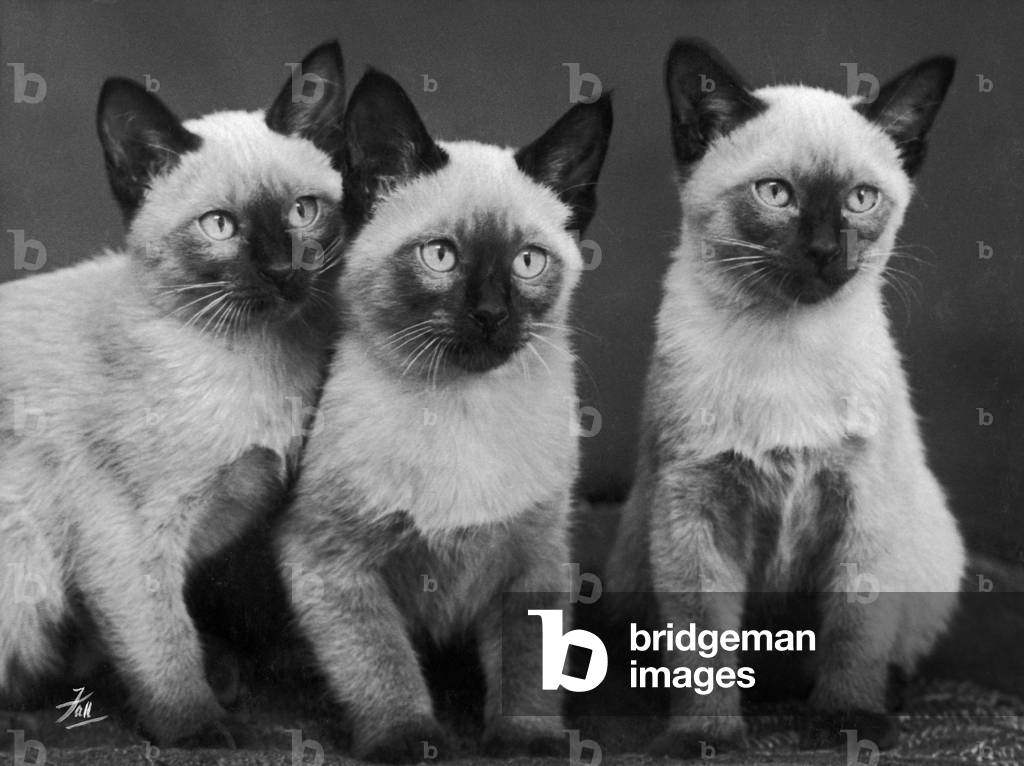 Herbst - Siamesische Kätzchen