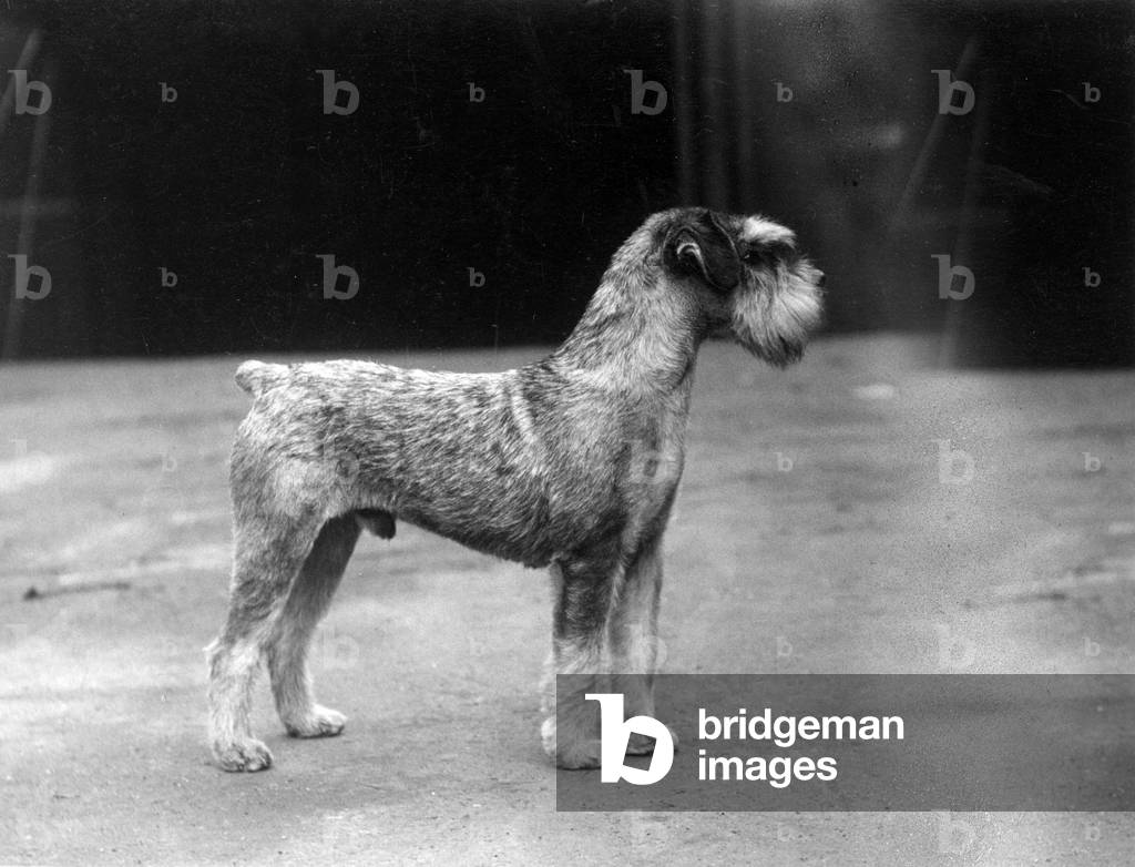SCHNAUZER STEHEND 1937