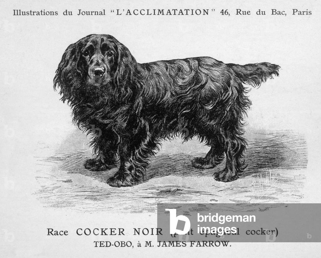 Bild von Gravur "Cocker Spaniel Hund" 1900