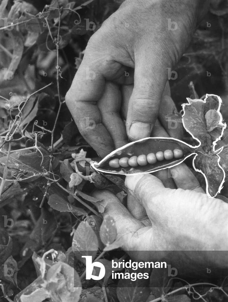 Image of Photography depicting PEA POD 1950 by Barnaby's Studios Ltd