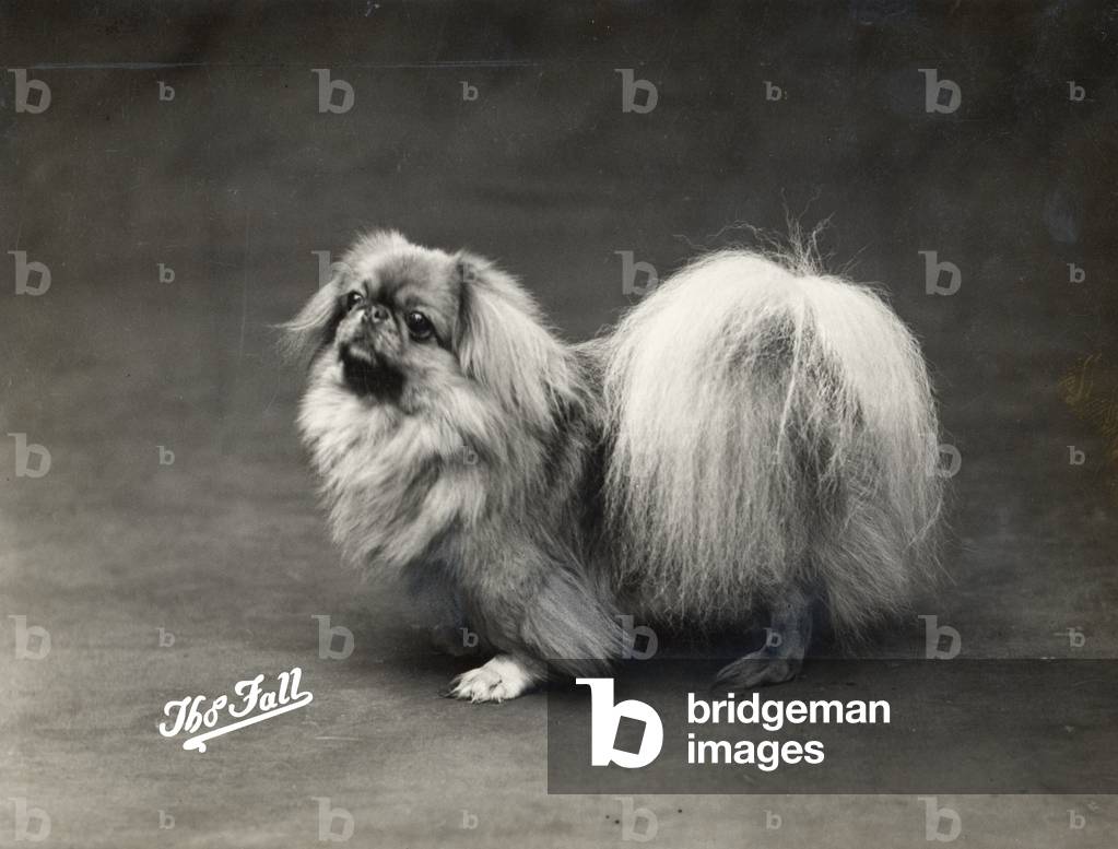 AUTUNNO/PEKINGESE/1914