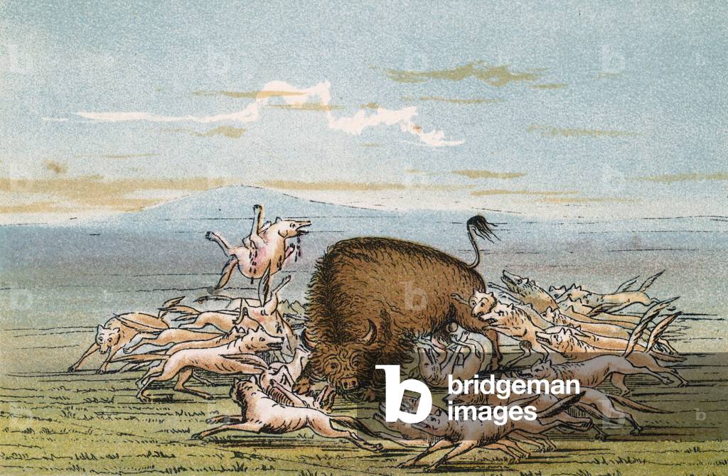 Immagine di Stampa "BISONTI E COYOTE" 1841 di George Catlin