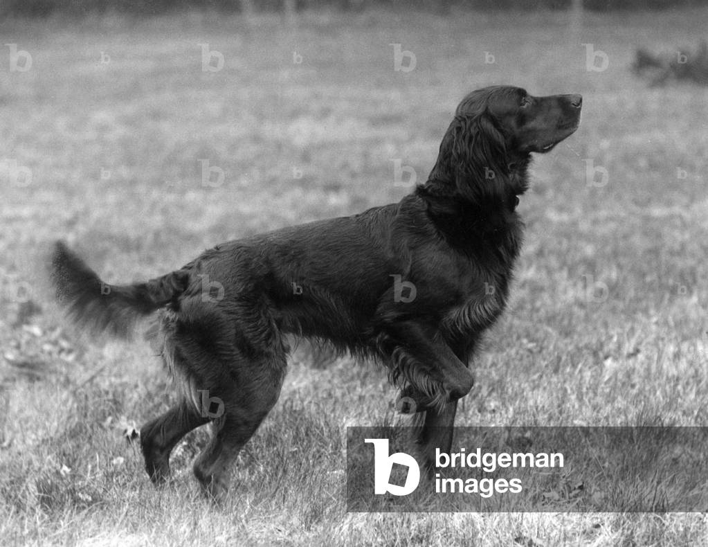 Immagine di Fotografia "AUTUNNO/GORDON SETTER/1939" 1939 di Thomas Fall