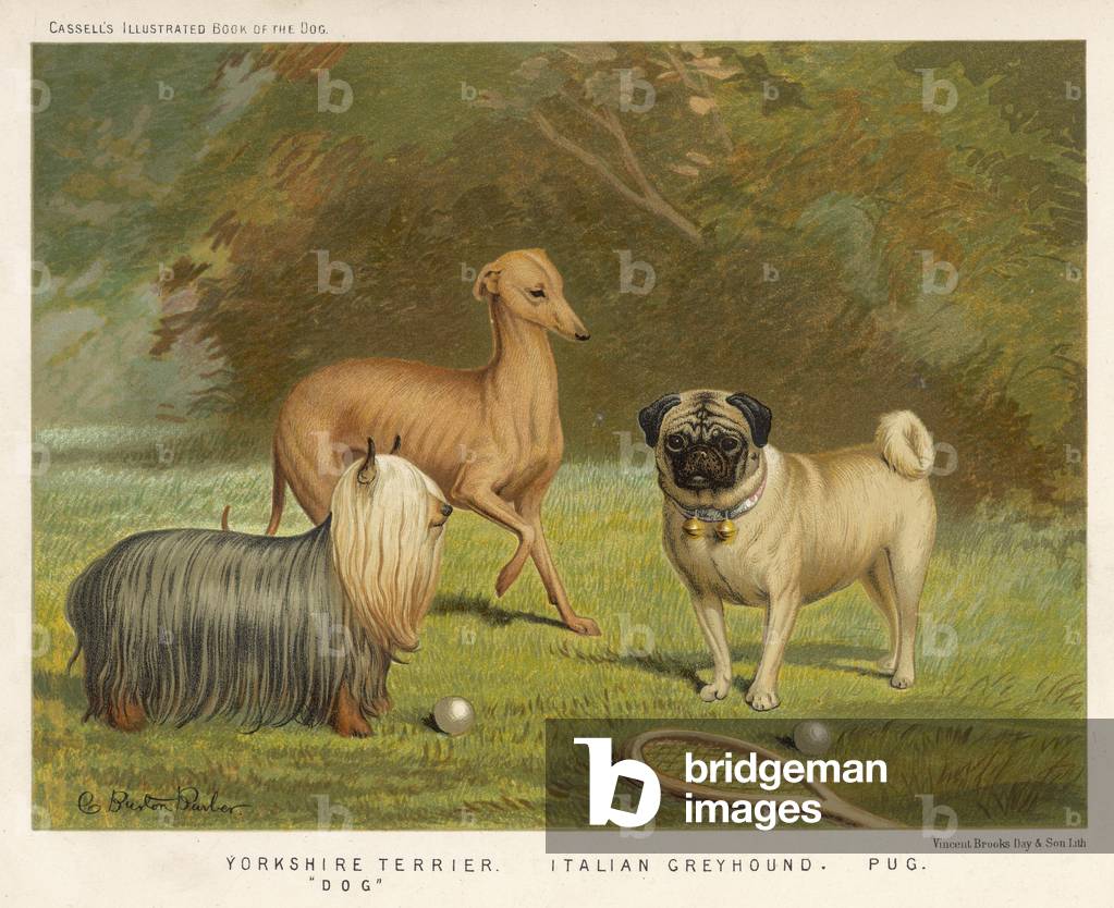 Image of Print depicting Assorted Toy Dogs 1890 by British Artist