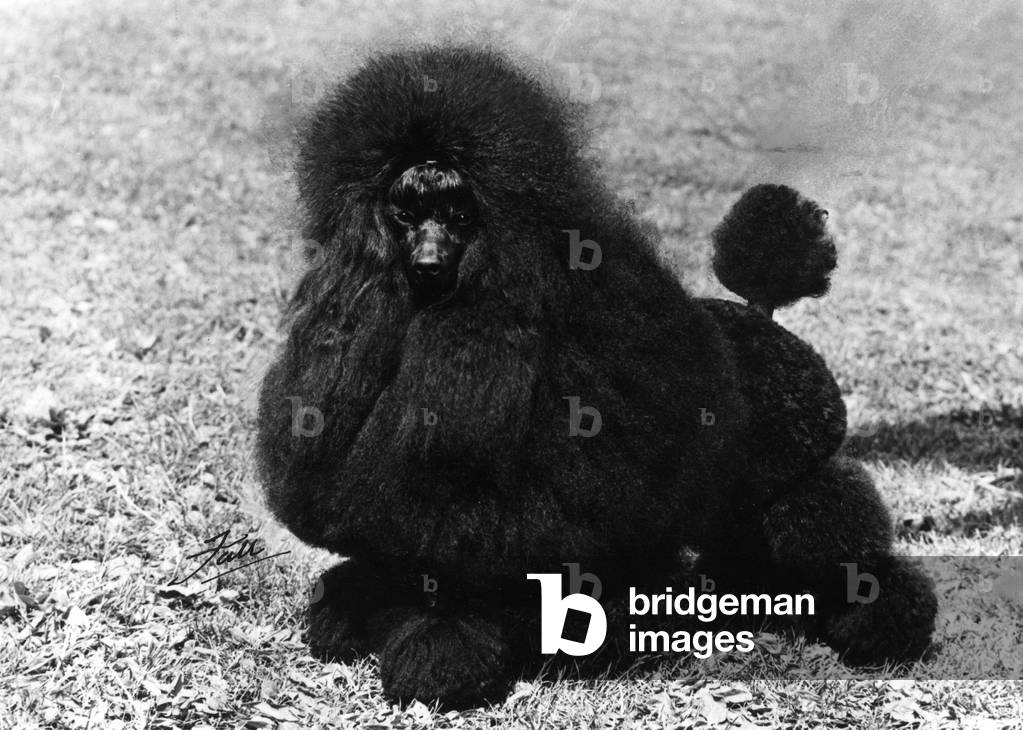 Image of Photography depicting FALL/MINI POODLE/ROMAR 1973 by Thomas Fall