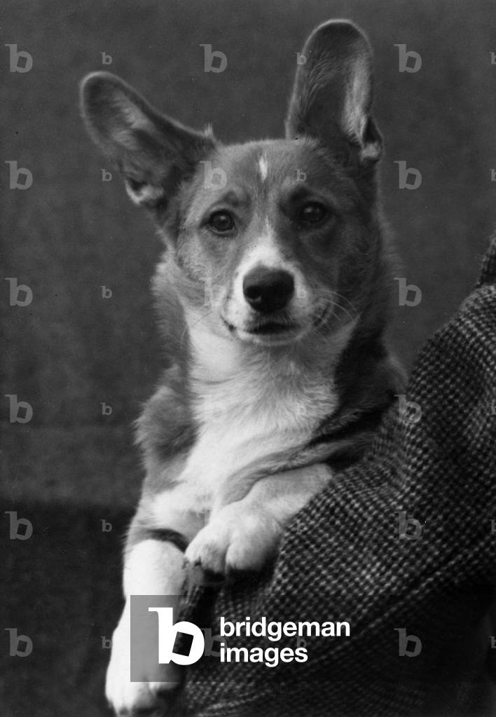 HERBST/WALISISCHER CORGI/1949