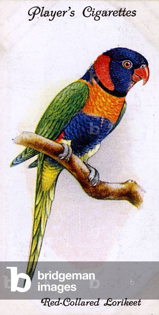 Image of Print depicting Red-Collared Lorikeet 1933