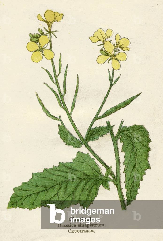 Image of Print depicting BRASSICA SINAPISTRUM 1901 by Mabel Emily Step