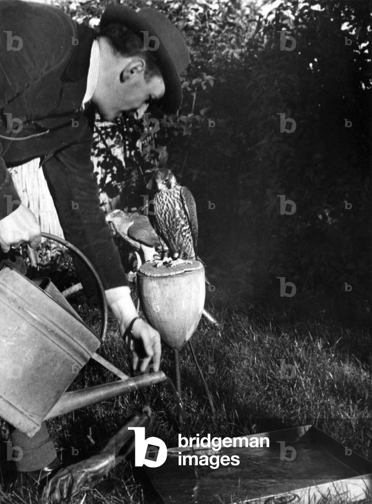 Bild von Fotografie "FALKNEREI: BEWÄSSERUNG" 1930 von Barnaby's Studios Ltd