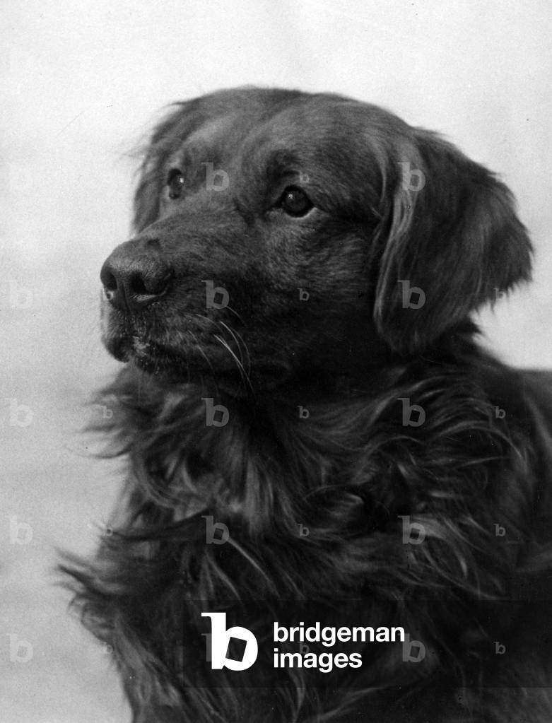 Image of Photography depicting FALL/GOLDEN RETRIEVER 1938 by Thomas Fall