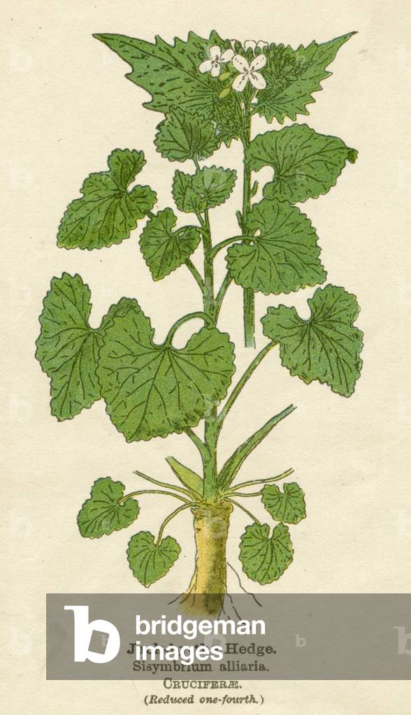 Image of Print depicting SISYMBRIUM ALLIARIA 1901 by Mabel Emily Step