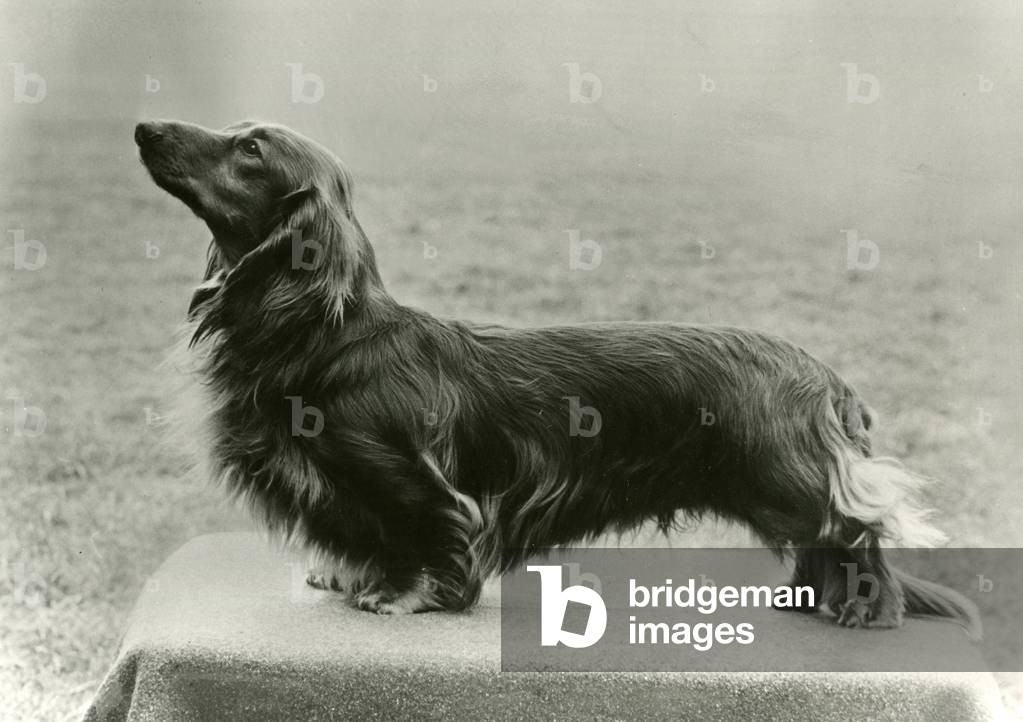 FALL/DACHSHUND/LONG/1972