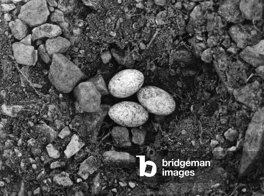 LIZARD EGGS