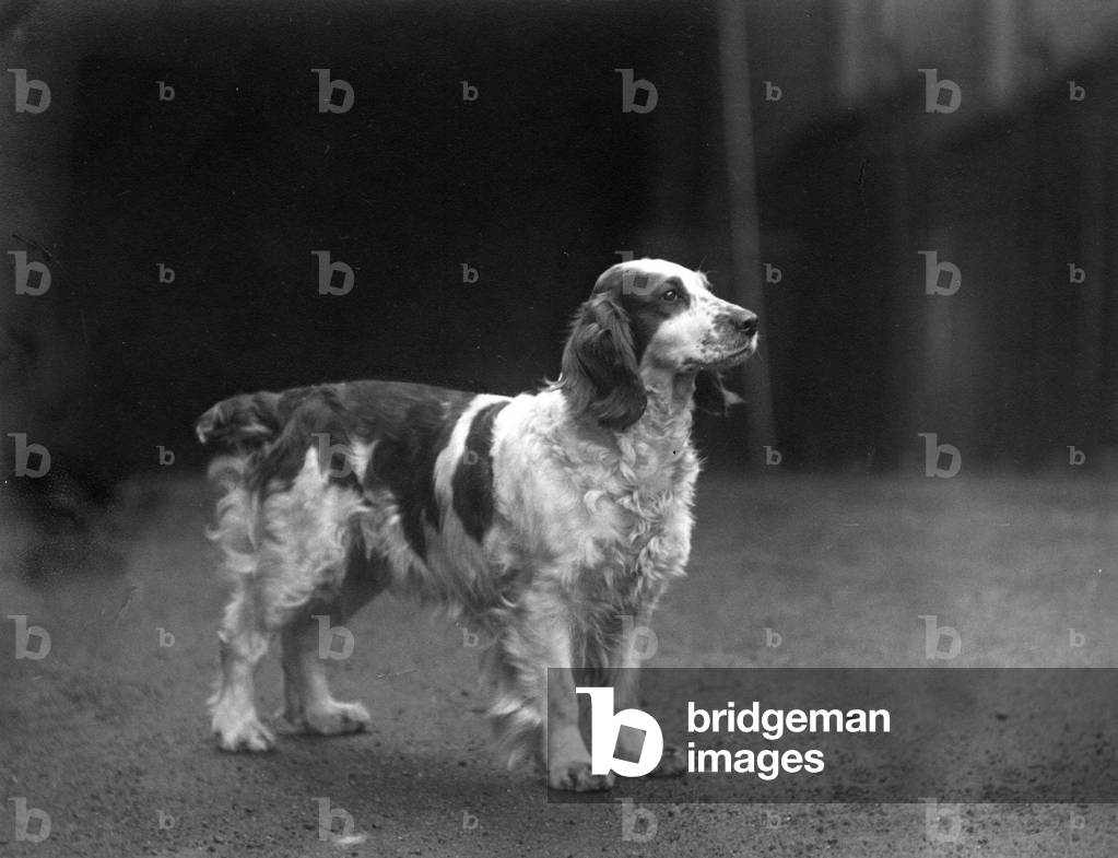 HERBST/WALISISCHER SPRINGER/1938