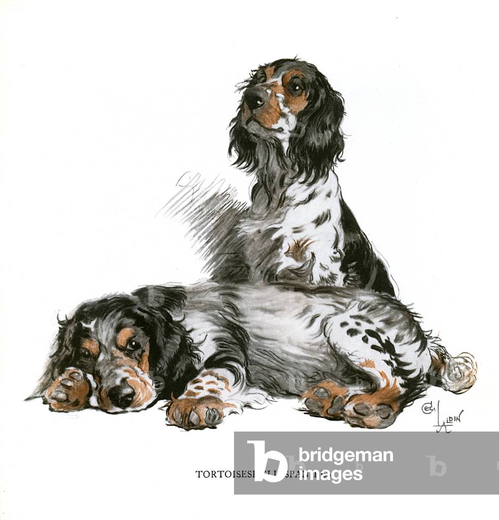 Due spaniel tartarugati