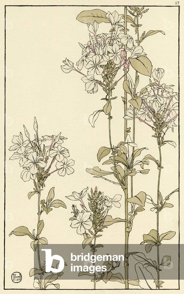 Bild von Druck "Gemeiner Viper's Bugloss" 1899