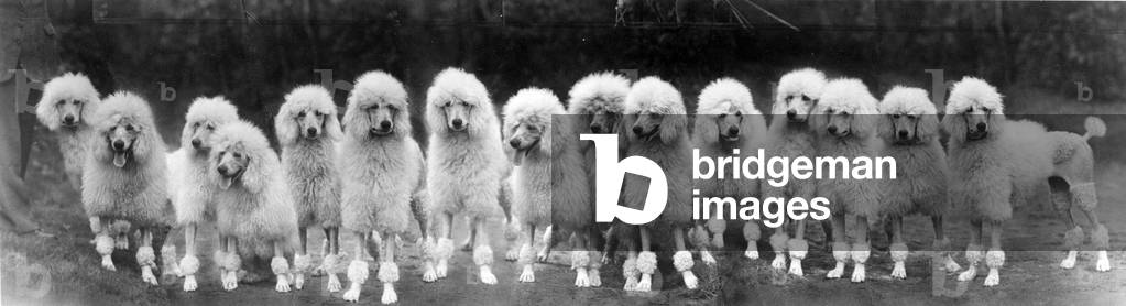 Image of Photography depicting FALL/STANDARD POODLE/50 1950 by Thomas Fall