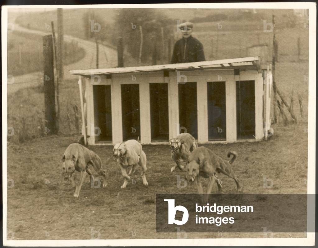 Image of Photography depicting GREYHOUND TRAINING 1930 by Barnaby's Studios Ltd