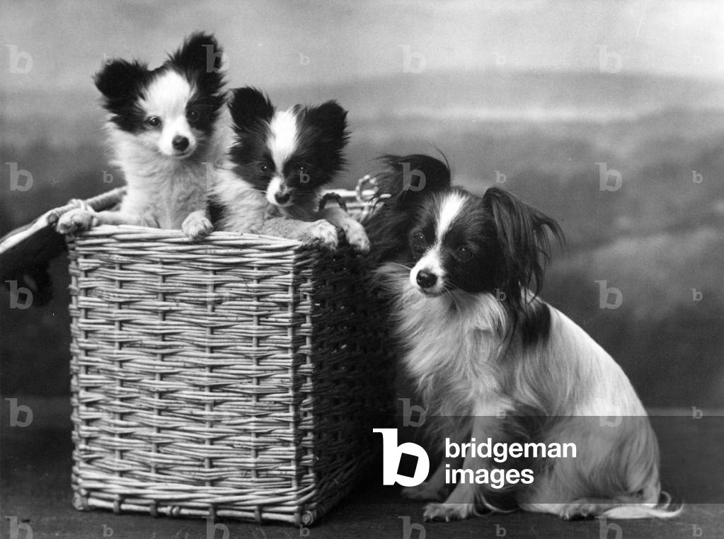 AUTUNNO/PAPILLON/BASKET