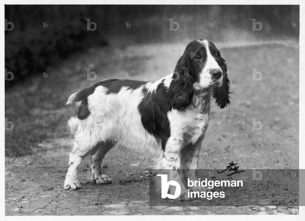 Immagine di Fotografia "AUTUNNO/CRUFTS/DALMATA" 1969 di Thomas Fall
