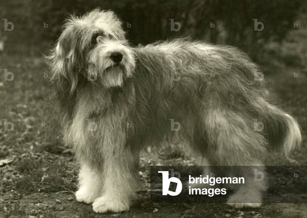 BARBUTO COLLIE/BLUEPETER