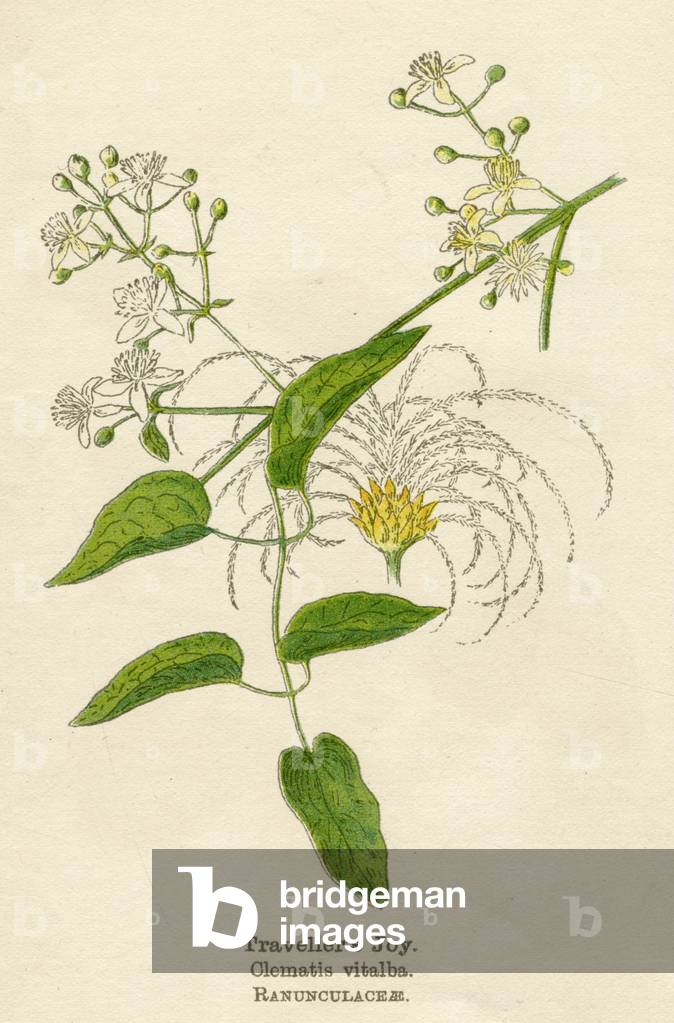 PFLANZEN/CLEMATIS VITALBA