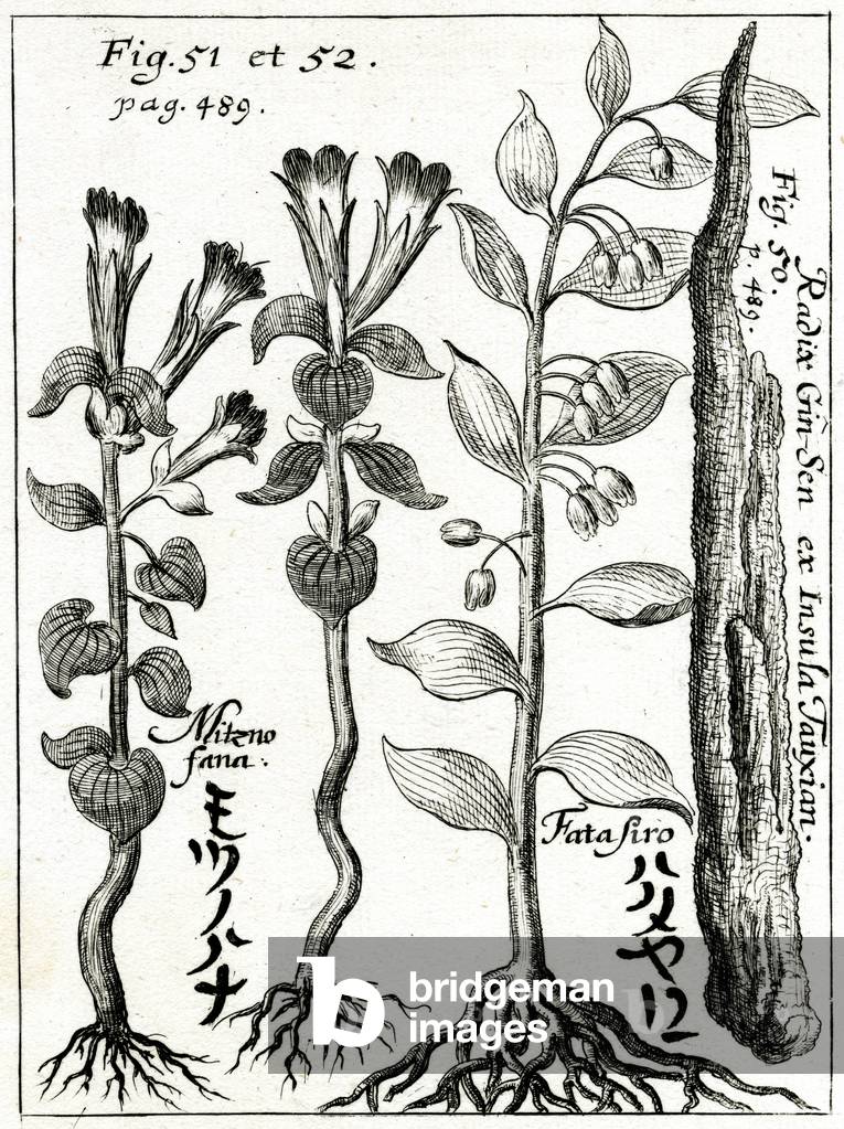 Image of Engraving depicting Ginseng root 1690