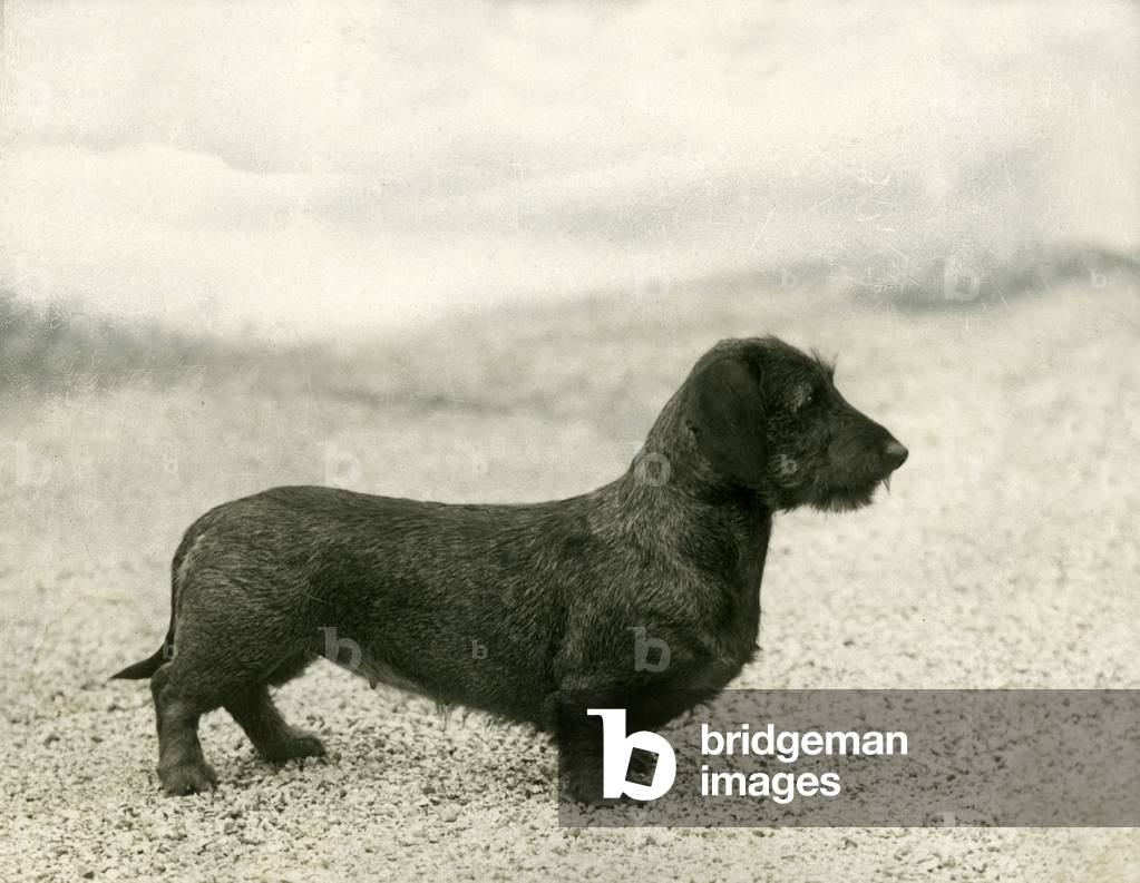 Image of Photography depicting FALL/WIRE DACHSHUND/1936 1936 by Thomas Fall