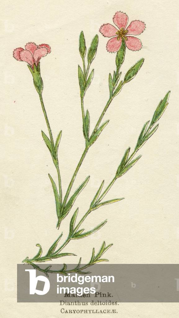 DIANTHUS DELTOIDES