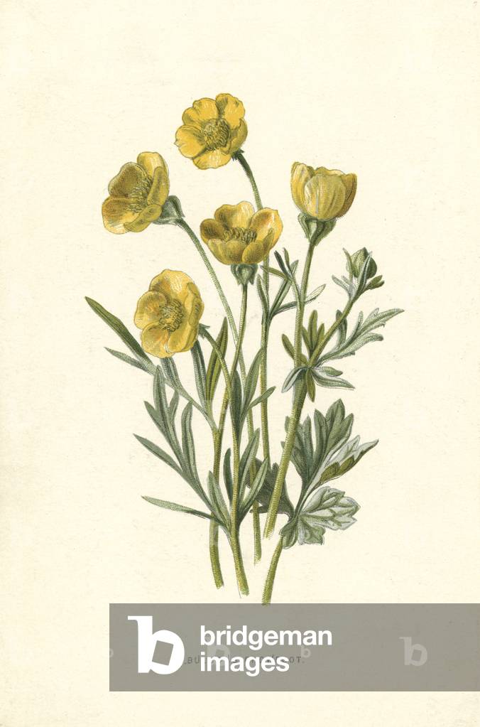 Immagine di Stampa "RANUNCOLO BULBO" 1894 di Frederick Edward Hulme