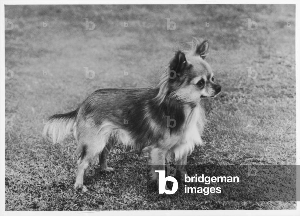 Bild von Fotografie "HERBST/CHIHUAHUA/WOLFSJUNGES" 1963 von Thomas Fall