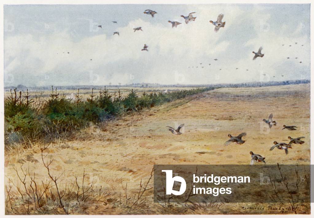 Image of Print depicting PARTRIDGES SANDRINGHAM 1911 by Archibald Thorburn