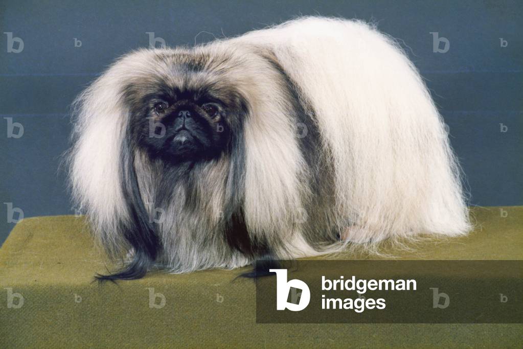 HERBST/PEKINESE/1988