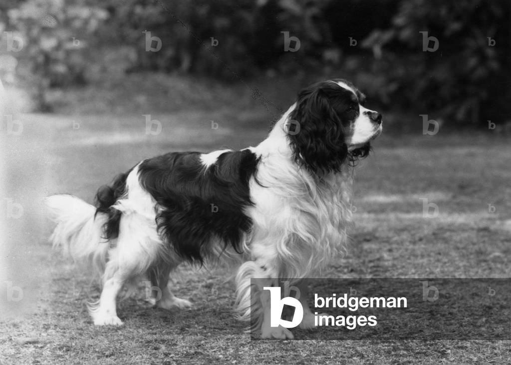 Image of Photography depicting FALL/CAVALIER/1961 1961 by Thomas Fall