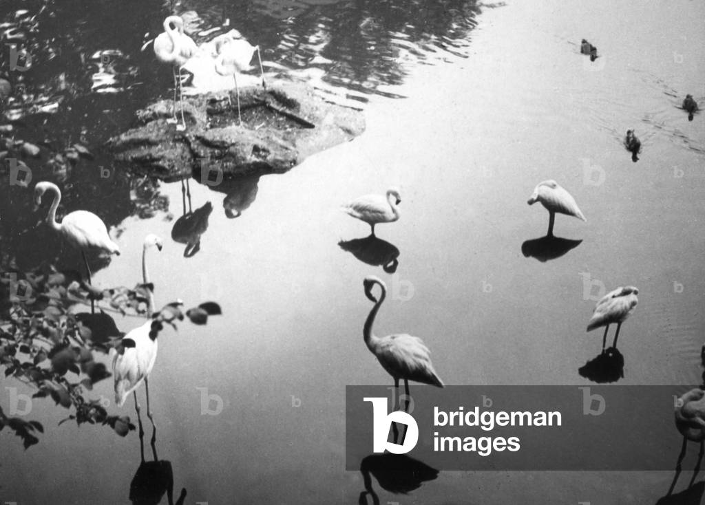 FLAMINGO REFLECTIONS