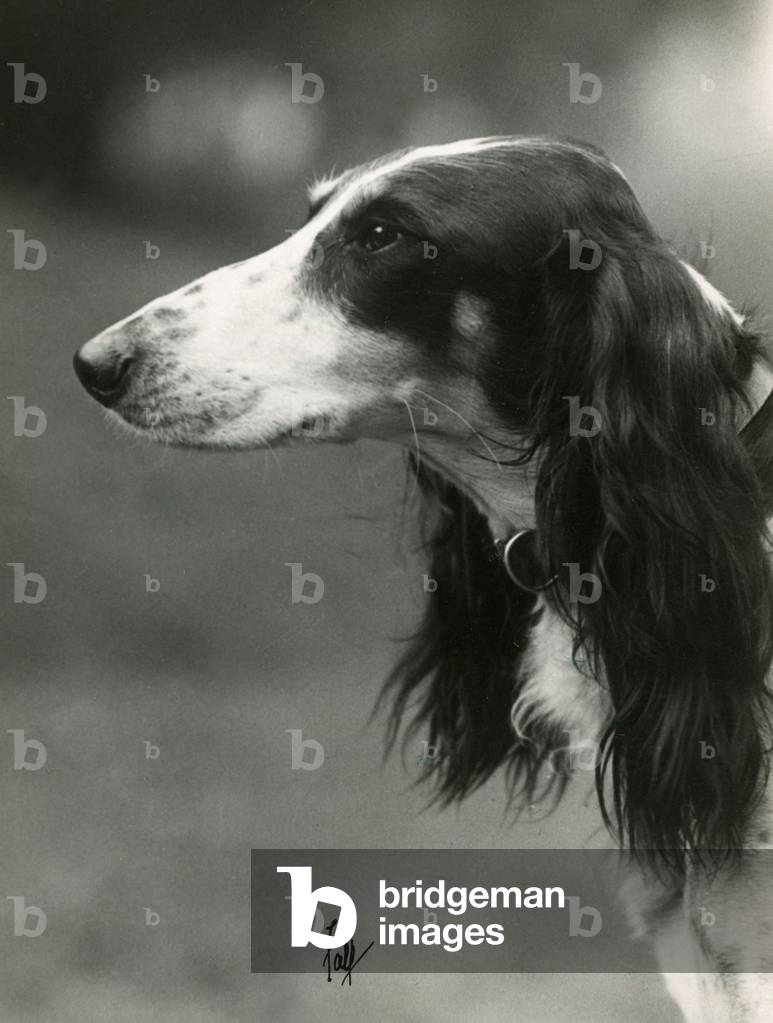 Image of Photography depicting FALL/SALUKI/1933 1933 by Thomas Fall