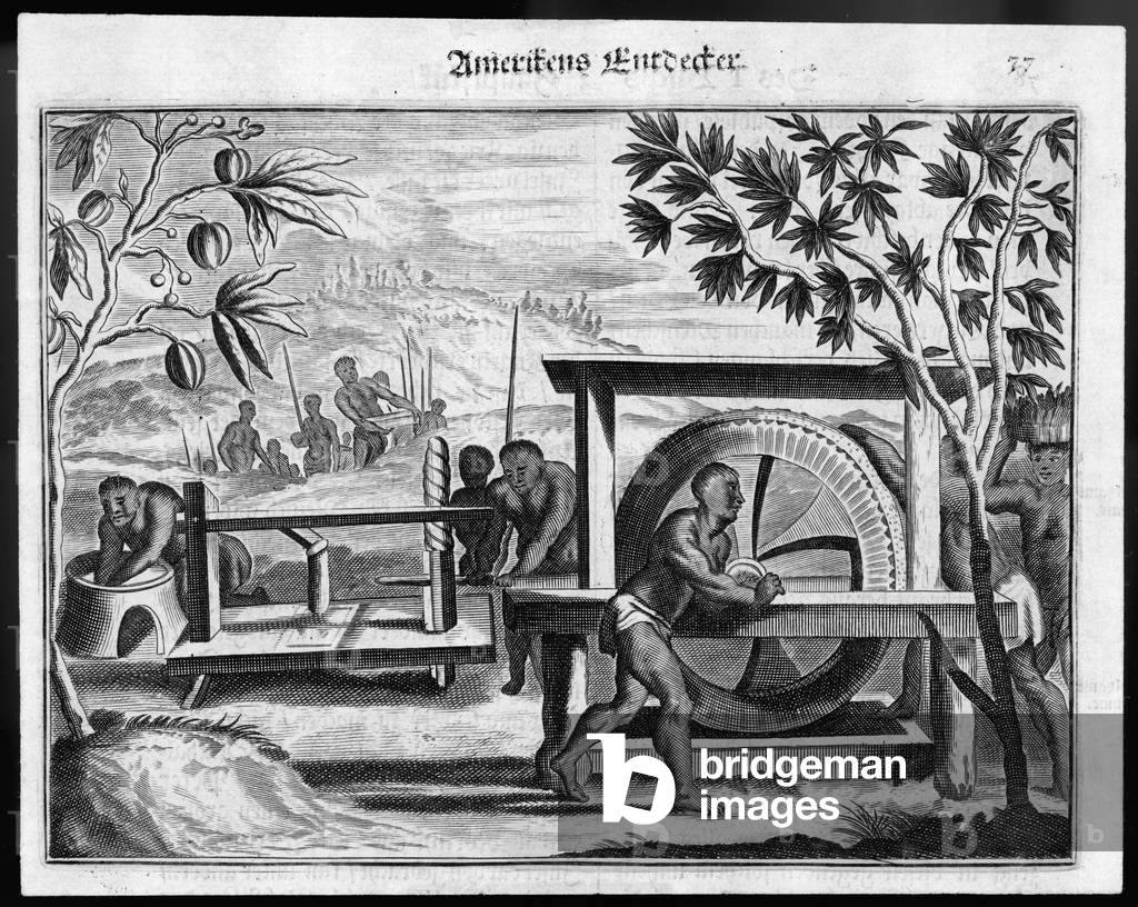 Immagine di Stampa "Lavorazione delle fave" 1600 di Theodor de Bry