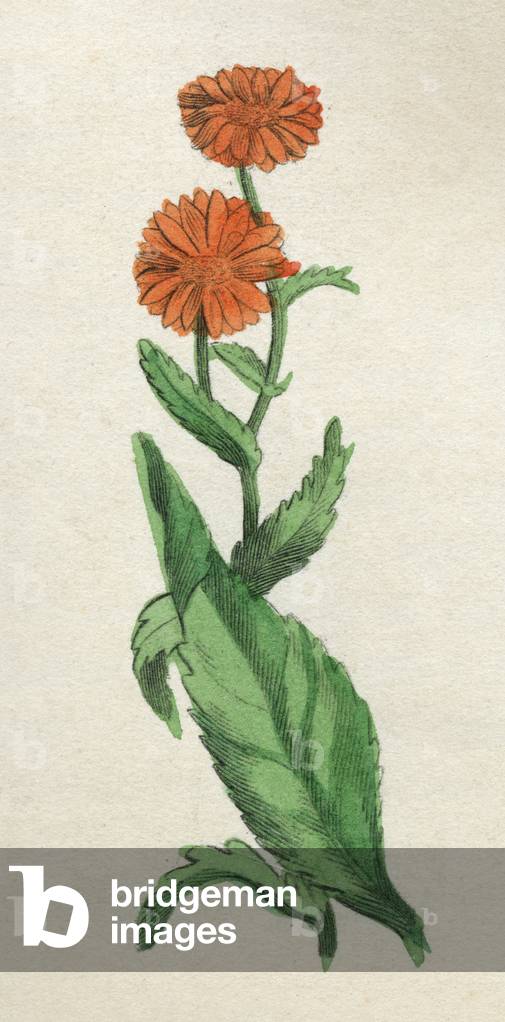 Image de Estampe représentant CALENDULA OFFICINALIS 1820 par Edmund Culpeper