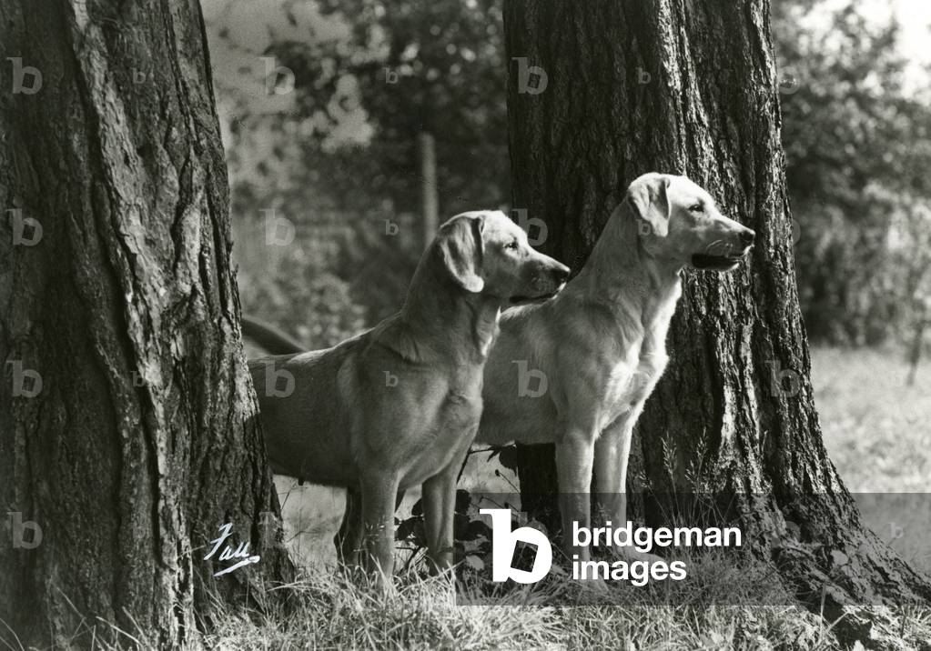 Image of Photography depicting FALL/2 LABRADOR DOGS 1941 by Thomas Fall